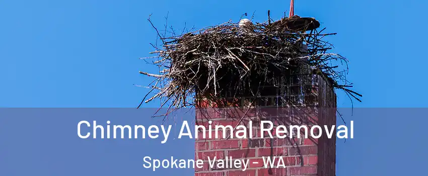  Chimney Animal Removal Spokane Valley - WA
