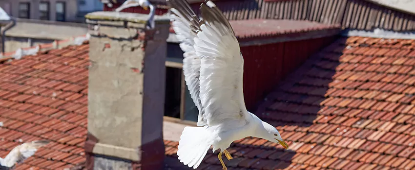 Residential Chimney Animal Removal Solution in Spokane Valley, WA